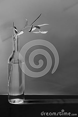 Eucalyptus branch in a bottle in black and white colors. Stock Photo