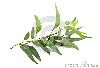 Eucalyptus branch Stock Photo