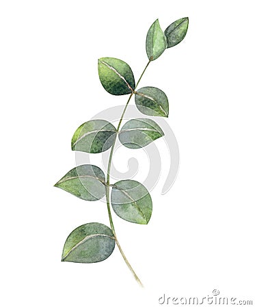 Eucalyptus branch watercolor hand painting, tropical leaf for de Stock Photo