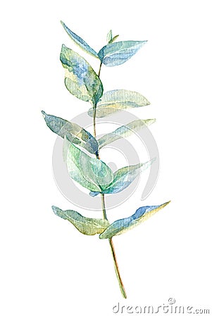 Eucalyptus branch on white background.postcard. Cartoon Illustration