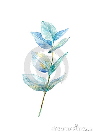 Eucalyptus branch on white background.postcard. Cartoon Illustration