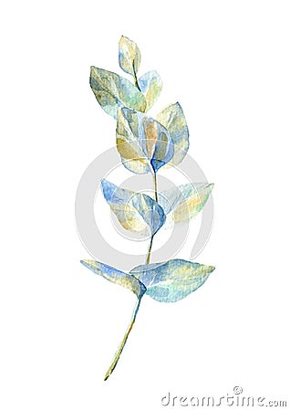 Eucalyptus branch on white background.postcard. Cartoon Illustration