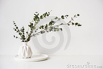 Eucalyptus branches in white ceramic vase on empty wall background Stock Photo