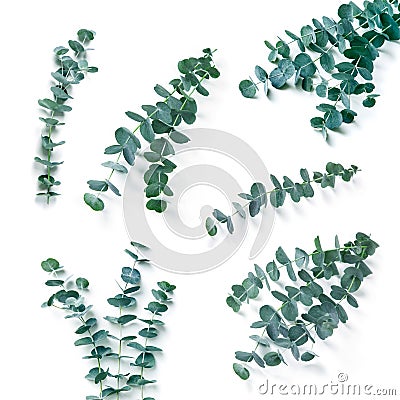 Eucalyptus collection Stock Photo