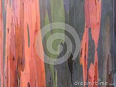 Eucalyptus Deglupta Rainbow Eucalyptus Tree Growing on Kauai Island in Hawaii. Stock Photo