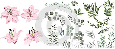 Eucalyptus, different plants and leaves. Pink lilies , branches with flowers Vector Illustration