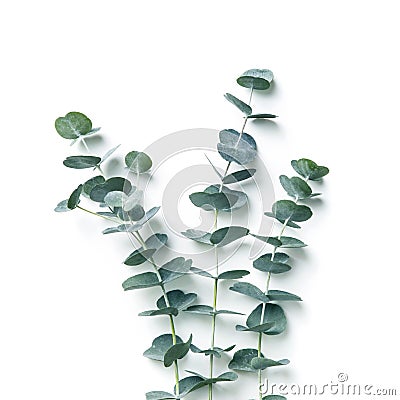 Eucalyptus Stock Photo