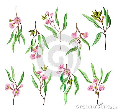 Eucalyptus Flowering Tree Branch with Narrow Leaves and Pink Bud with Fluffy Stamens Vector Set Vector Illustration