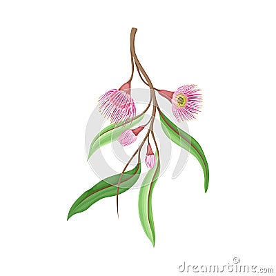 Eucalyptus Flowering Tree Branch with Narrow Waxy Leaves and Pink Bud with Fluffy Stamens Vector Illustration Vector Illustration