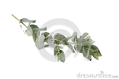 Eucalyptus foliage, branch with green leaves, floral decoration isolated on white Stock Photo