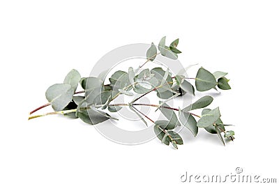 Eucalyptus foliage, branch with green leaves, floral decoration isolated on white Stock Photo