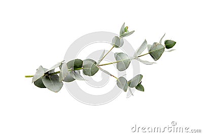 Eucalyptus foliage, branch with green leaves, floral decoration isolated on white Stock Photo