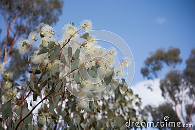 eucalyptus in full bloom, with delicate flowers floating on the wind Stock Photo