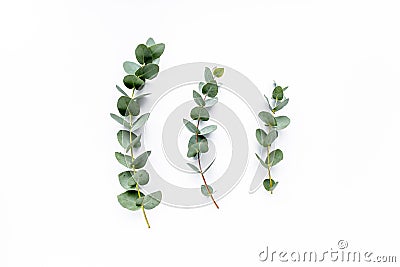 Eucalyptus Stock Photo