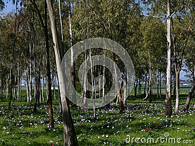 Eucalyptus grove with blooming anemones Stock Photo