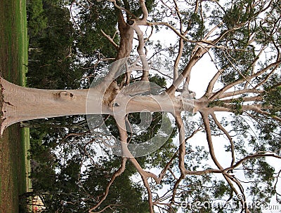 Eucalyptus Gum Tree Stock Photo