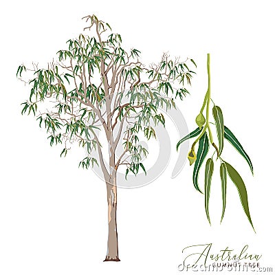 Eucalyptus Gum Tree Vector Illustration Vector Illustration