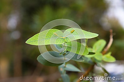 Eucalyptus gunnii commonly known as cider gum. young eucalyptus leaves on a branch early spring the beginning of life Stock Photo