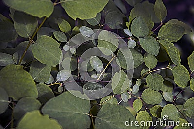 Eucalyptus gunnii `Silver drop` beautiful foliage Stock Photo