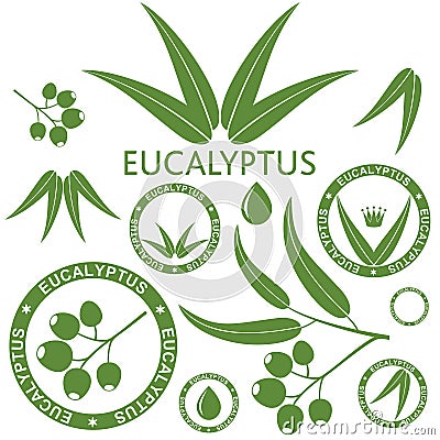 Eucalyptus Vector Illustration