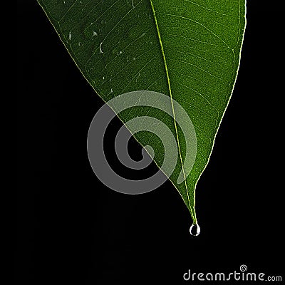 Eucalyptus leaf Stock Photo