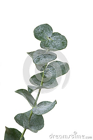 Eucalyptus Leaf Stock Photo