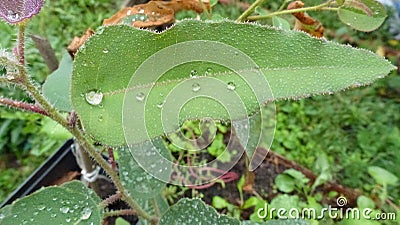 Eucalyptus leafs Stock Photo
