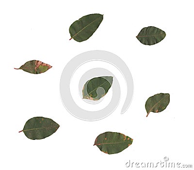 Eucalyptus leaves Stock Photo