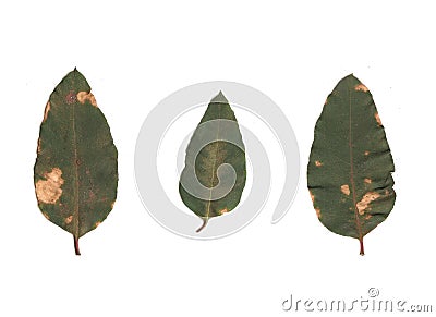 Eucalyptus leaves Stock Photo