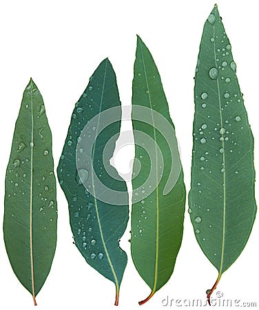 Eucalyptus leaves, rain drop isolated on white background. Clipping path Stock Photo