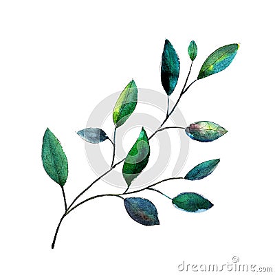 Eucalyptus parvifolia dollar branch. Watercolor illustration. Isolated object on white background. Clipart for execution holidays. Vector Illustration