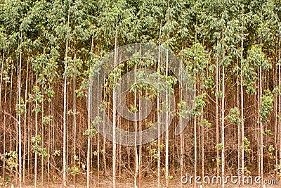 Eucalyptus plantation Stock Photo