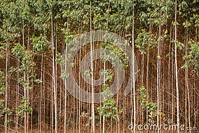 Eucalyptus plantation Stock Photo