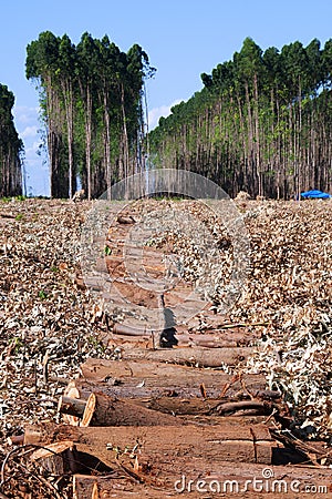 Eucalyptus plantations Stock Photo