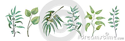 Eucalyptus plants. Greenery nature branches and foliage for scrapbook and wedding cards, nature decorative elements Vector Illustration