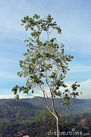 Eucalyptus polyanthemos, commonly known as red box Stock Photo