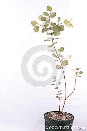 Eucalyptus polyanthemos tree Stock Photo