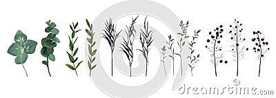 Eucalyptus seeded, blue agonis thyme, asparagus berry designer a Vector Illustration