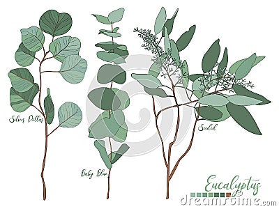 Eucalyptus seeded, silver dollar, baby blue tree leaves Vector Illustration