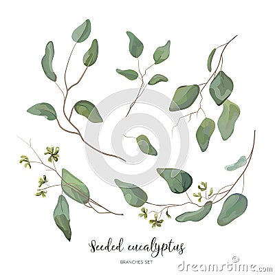 Eucalyptus seeded silver green designer art different foliage na Vector Illustration