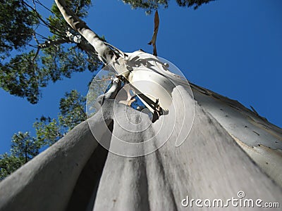 An eucalyptus shedding its bark Stock Photo