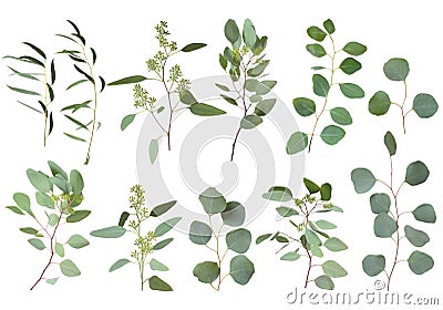 Eucalyptus silver dollar greenery, gum tree foliage natural leaves & branches designer art tropical elements set bundle photo. Ima Stock Photo