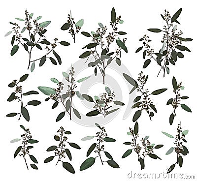 Eucalyptus silver, zerin, cineraria, greenery, gum tree foliage natural leaves and branches designer art tropical elements set Vector Illustration