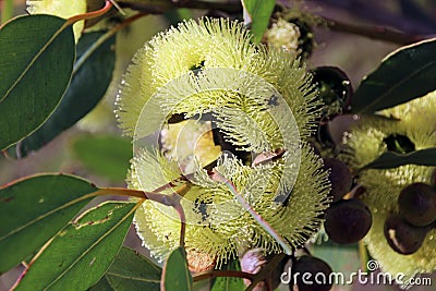 Eucalyptus Stricklandii Stock Photo