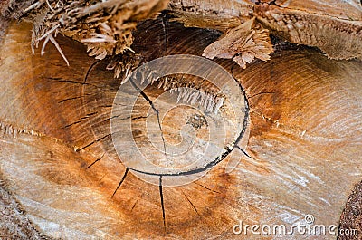 Eucalyptus stump Stock Photo