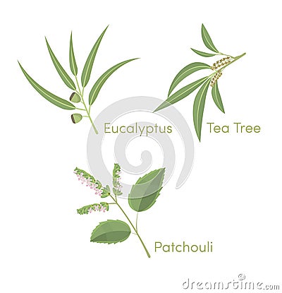 Eucalyptus, Tea tree and patchouli Vector Illustration