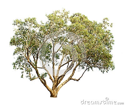 Eucalyptus tree Stock Photo