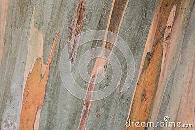 Eucalyptus tree bark close up Stock Photo