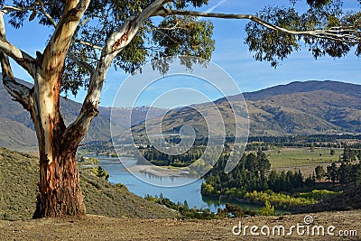 Eucalyptus Tree and Kawarau River Valley, Otago, New Zealand Stock Photo
