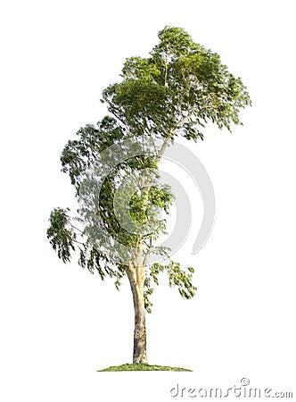 Eucalyptus tree isolated on white background Stock Photo